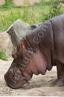 Hippo 0024